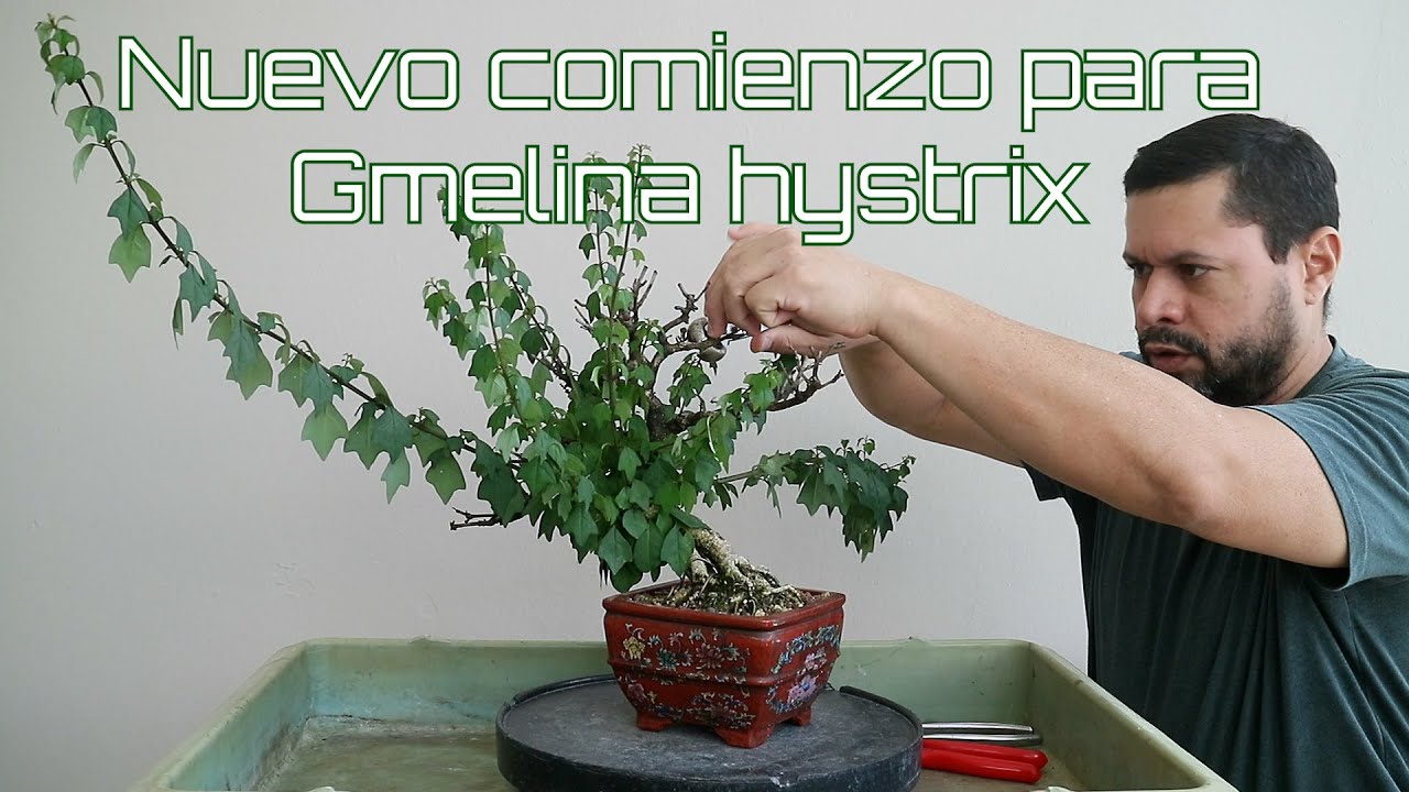 Gmelina hystrix - Comenzar de nuevo – Amabi Bonsai Tropical Puerto Rico