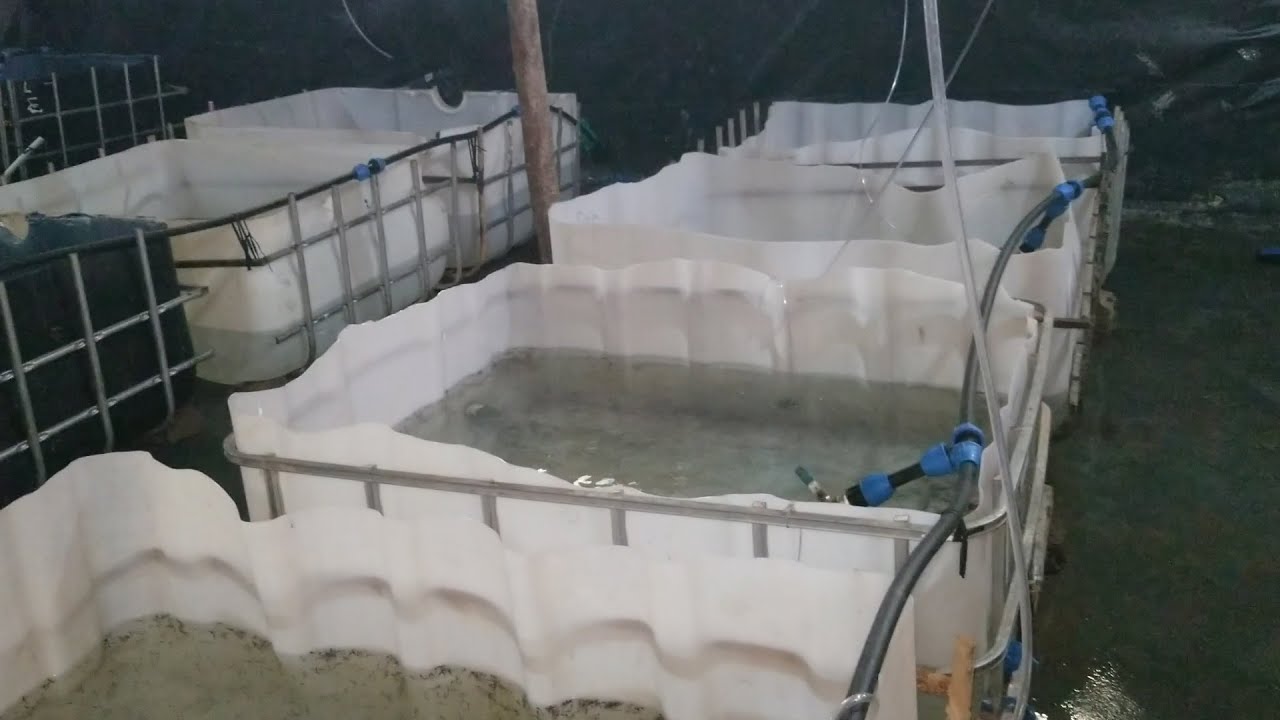 FISH FARMING INSIDE A CATFISH HATCHERY