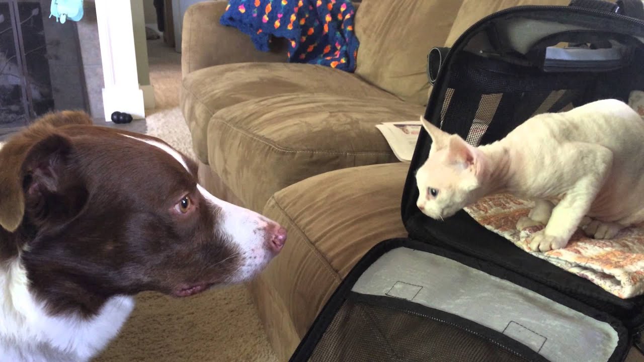 Devon Rex KITTEN MEETS a DOG for the FIRST TIME!!!