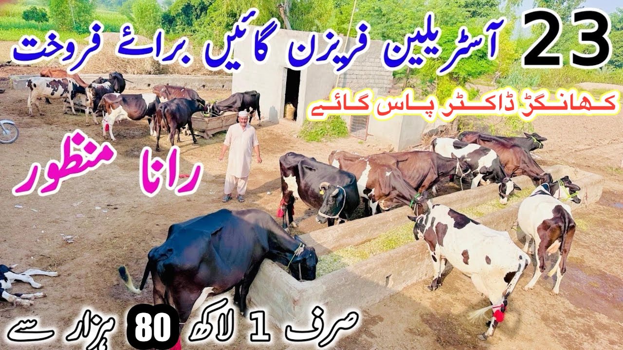 Rana Manzoor | Biggest 2026 Offer Today | Khangar Doctor Pass Cows For Sale Today| 13 March 2026