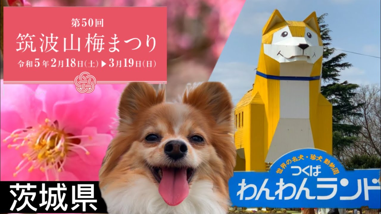 【愛犬と行く日帰り旅・茨城 つくば市】筑波山梅林（筑波山梅まつり）とつくばわんわんランド