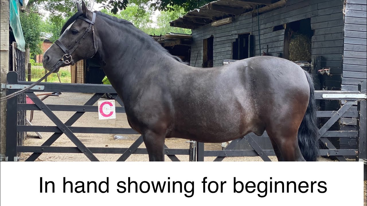 How to show your horse in hand, in hand showing for beginners | Karen badrick | horse tips