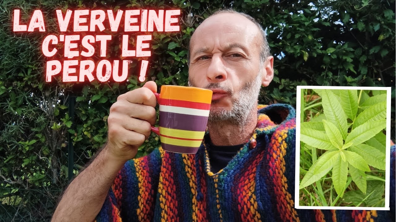 Quand et comment récolter votre Verveine Citronnelle !