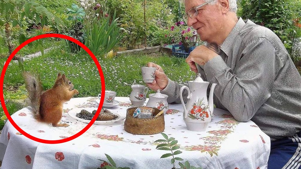 When Animal Distribution System Chooses You🤪 Funny Animals Videos 2025