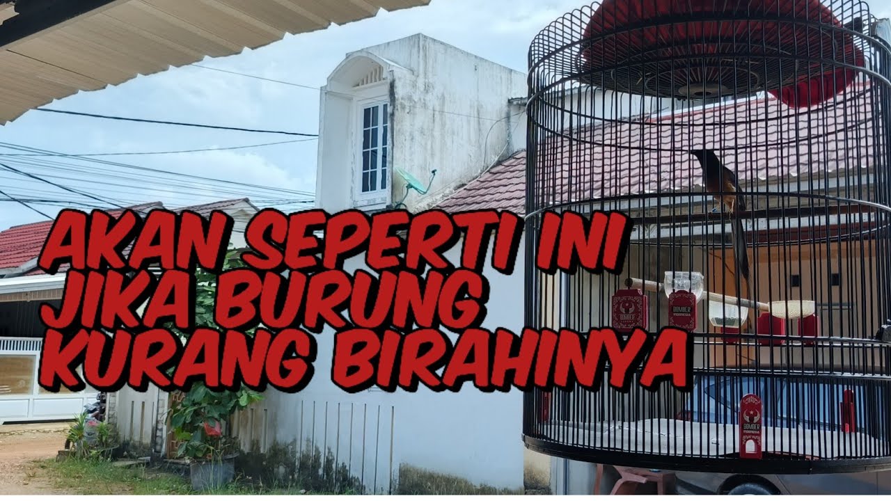 PERMASALAHAN BURUNG KURANG BIRAHI