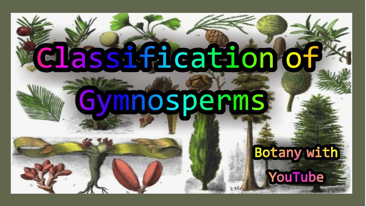 Classification of Gymnosperms | Gymnosperms classification, general structure and characteristics |