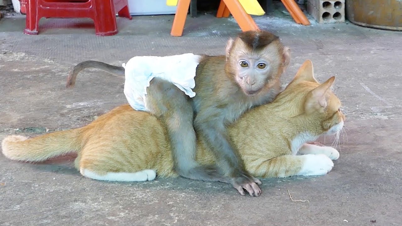 Monkey Donal Miss His Friend And Run Hug Cat Very Sweet And Lovely