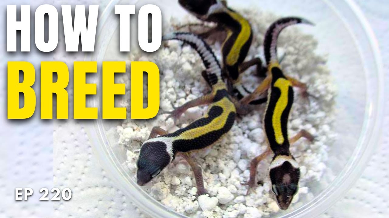 Leopard Gecko Breeding Guide (step by step) - Ep. 220