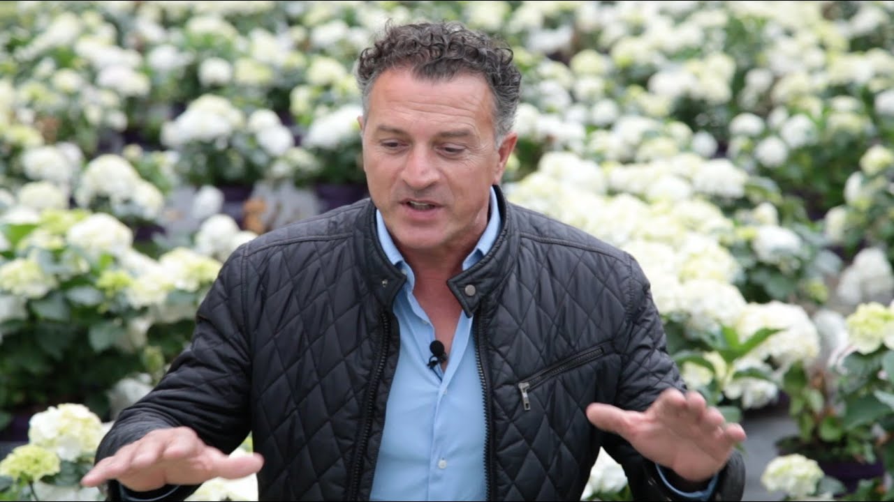 Waar zet je de Hortensia?