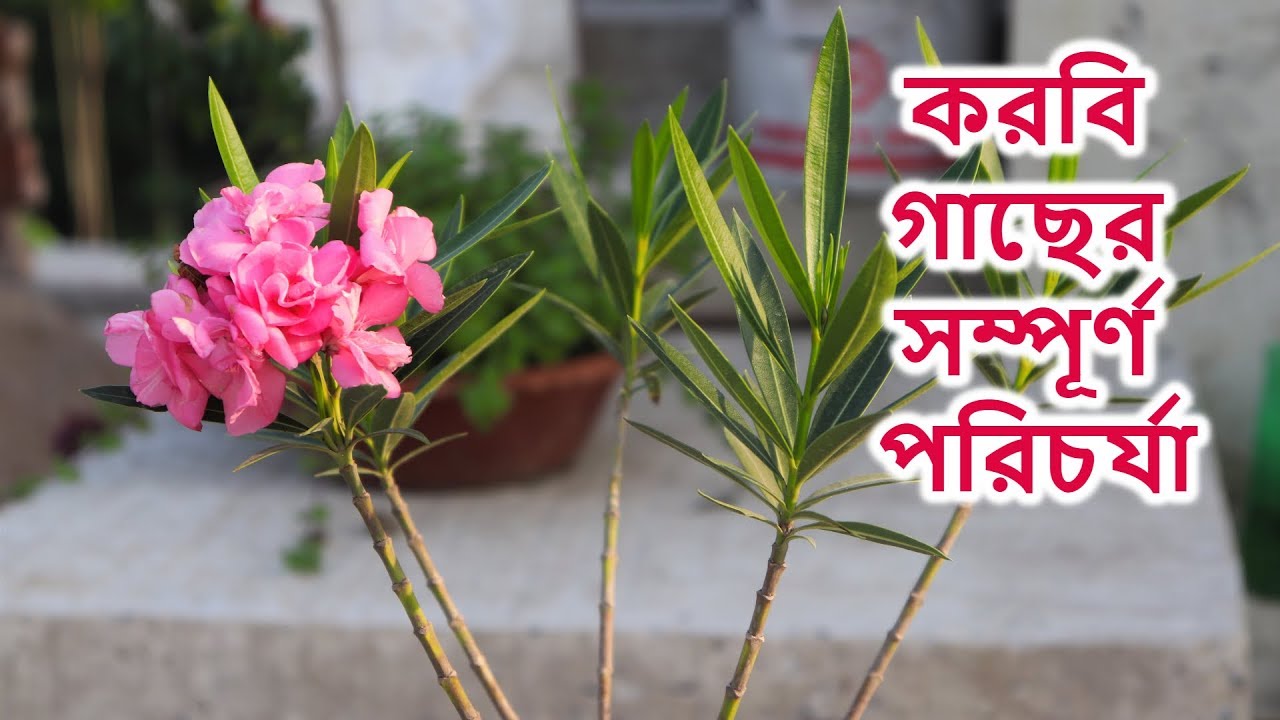 How to grow and care Oleander flower plant  (Korobi/kaner) || করবি গাছের সম্পূর্ণ পরিচর্যা