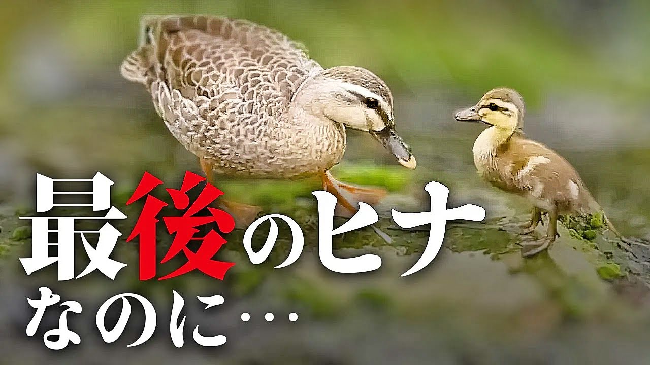 【奇跡の生存】ほぼ全滅…それでも1羽だけ生き残った雛🐤【身近な生き物語0609C⑥】