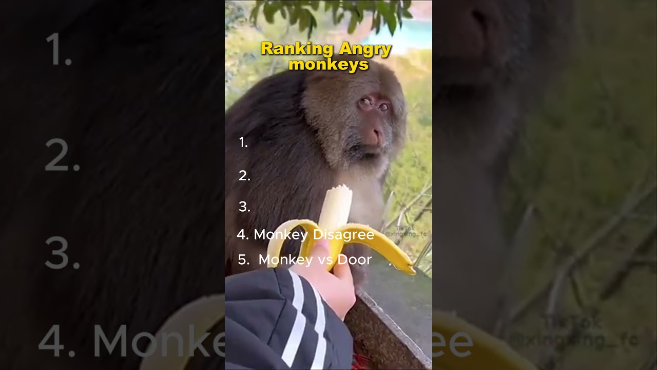 Ranking Angry Monkeys Videos #angry #monkey