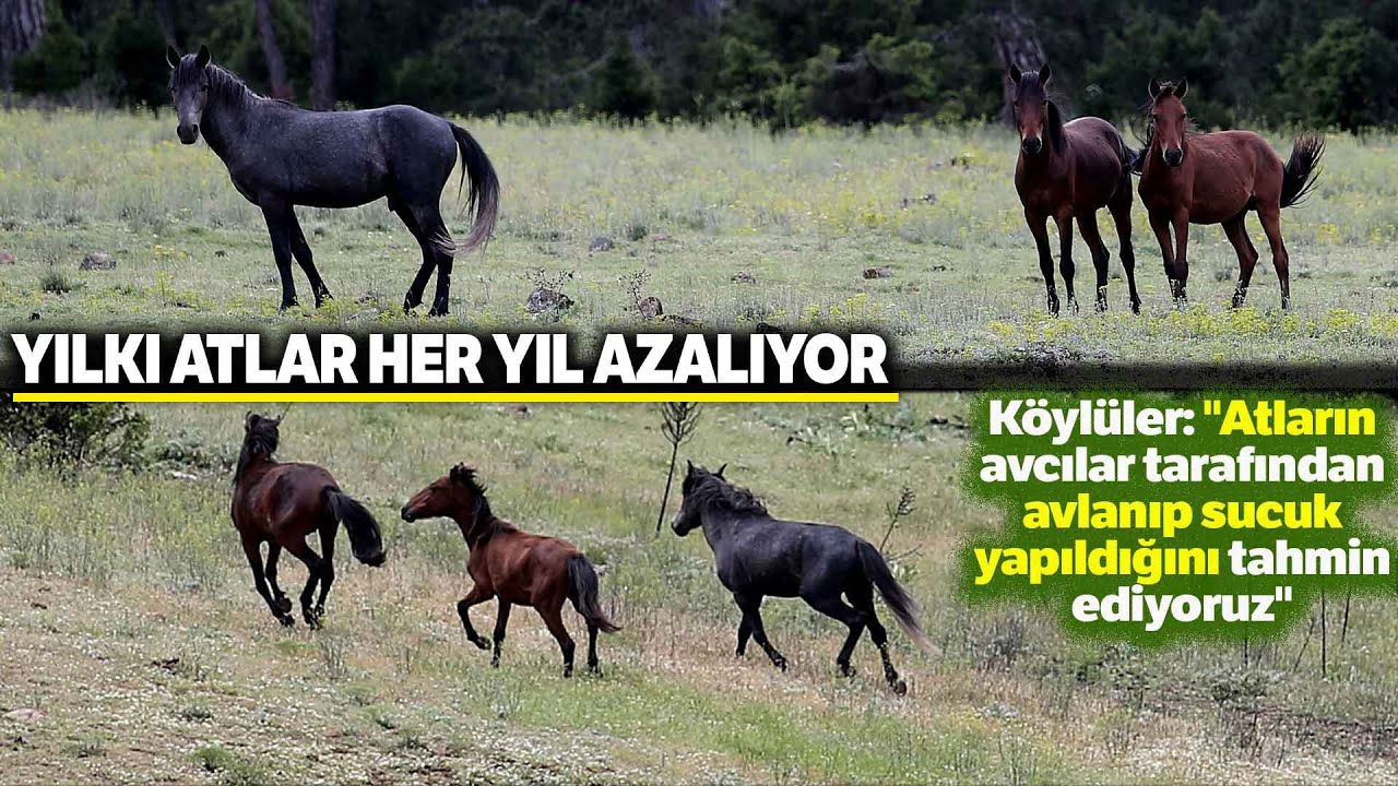 Dağlarda Sürü Halinde Yaşayan Yılkı Atları Böyle Görüntülendi