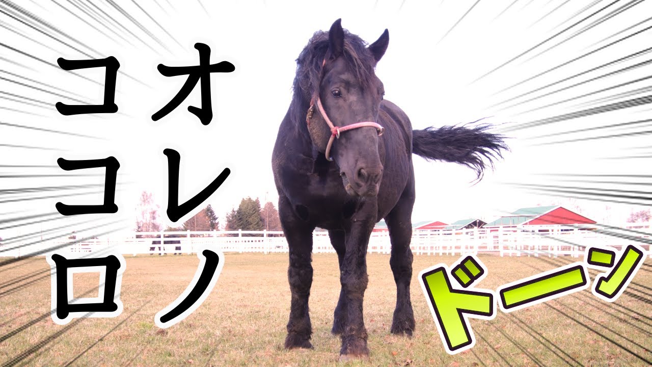 追悼【ばん馬王者オレノココロ】帯広市ばんえい牧場十勝　撮影