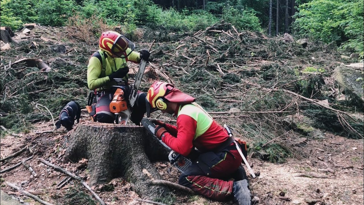 Páteční pohoda v lese. Stihl MS 500i x MS 462/ friday in forest with my friend