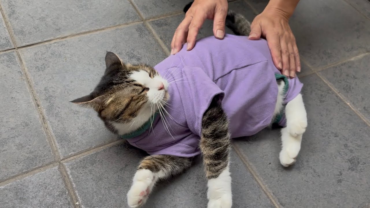 終始ご機嫌で散歩服で転がる猫