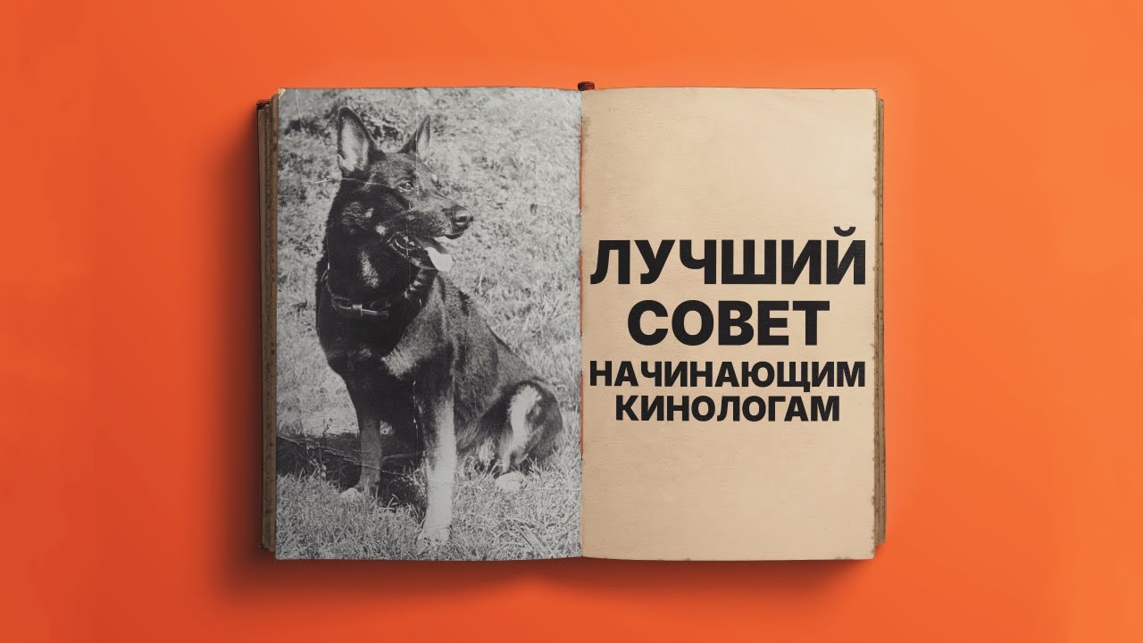 Истоки служебного собаководства. Лучший совет начинающим кинологам. Best advice for young cynologist