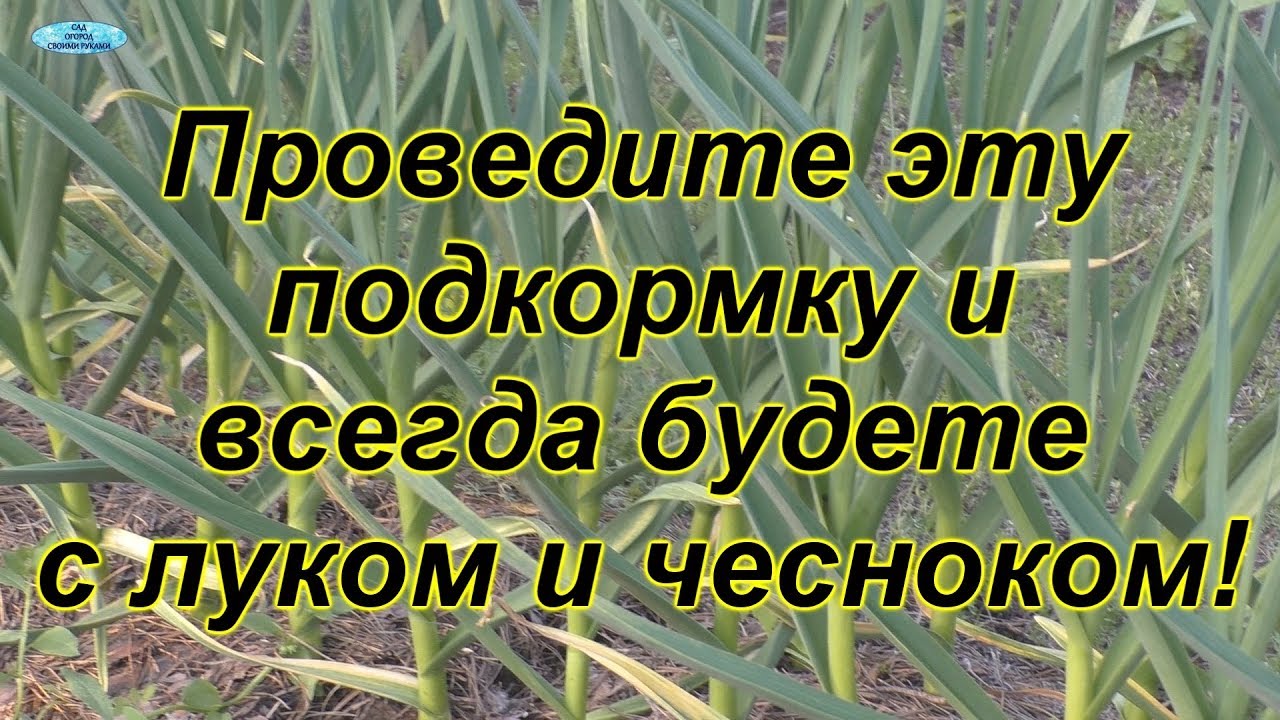 Самая важная подкормка для чеснока и лука.