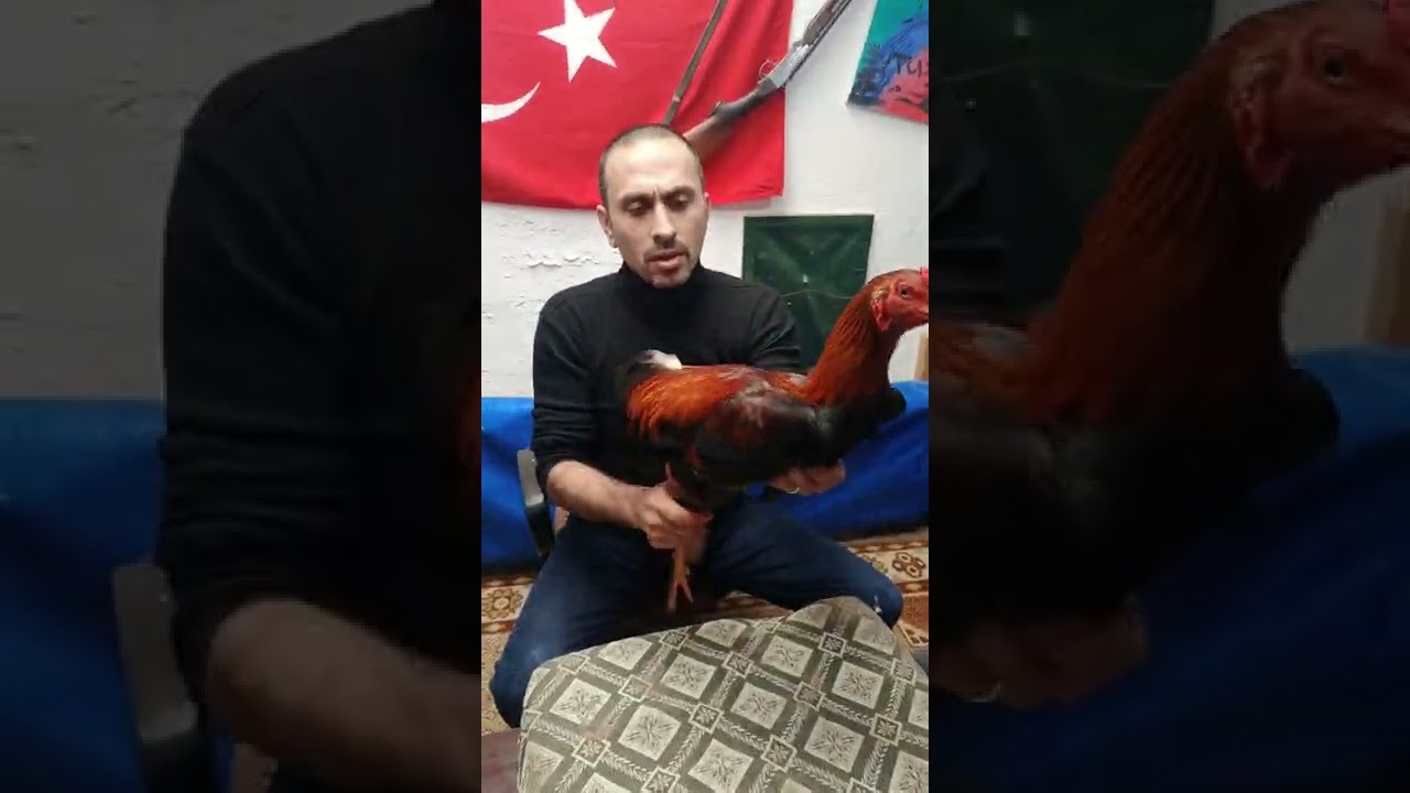 Hint horozu hakkında hazırlık bilgileri
