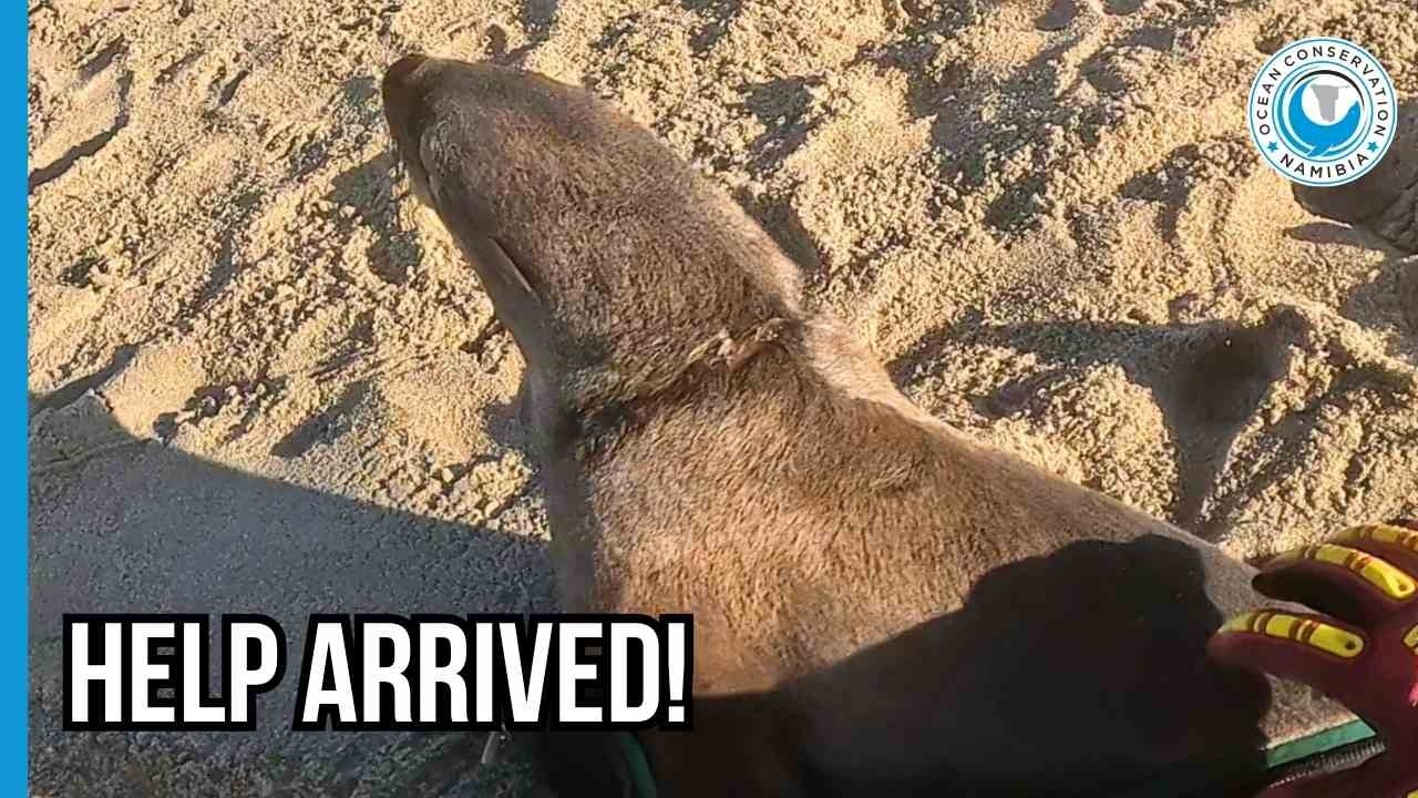 A Seal Rescue Mission at the Edge of the World