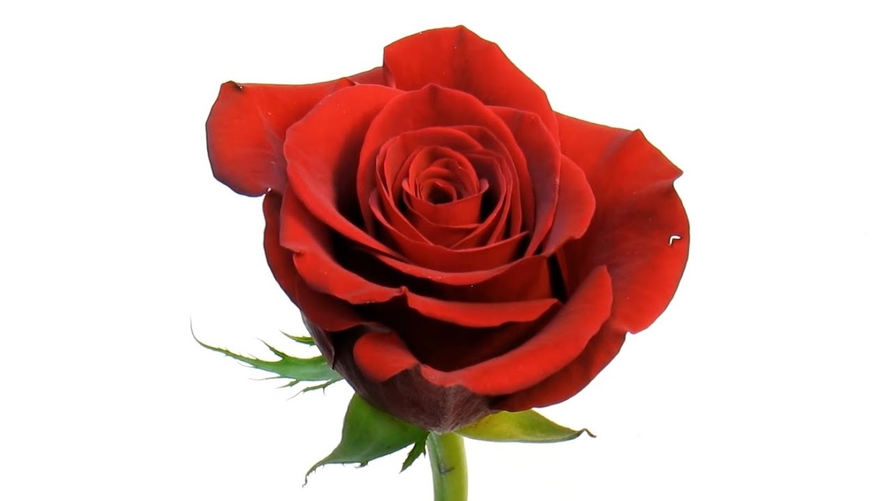 Time Lapse of Rose Flower Blooming and Wilting
