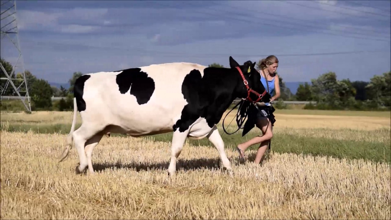 Reitkuh Emma  , Kuhreiten