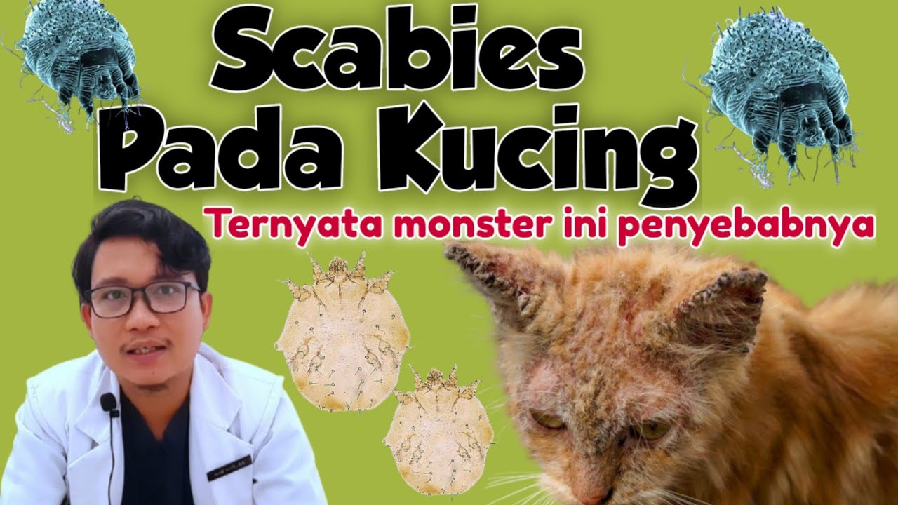 SCABIES PADA KUCING || SCABIES TIDAK SAMA DENGAN JAMUR || drh Mirza Yusa || DOKTER HEWAN