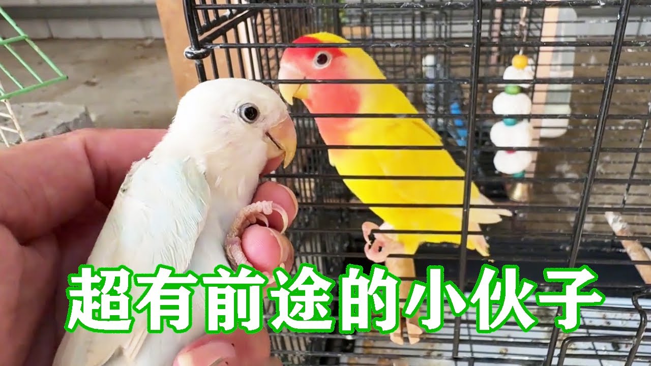 家里母鸟太多很忧心，热心朋友雪中送炭寄来公鸟，超有前途的小伙子【一只小皮皮呀】
