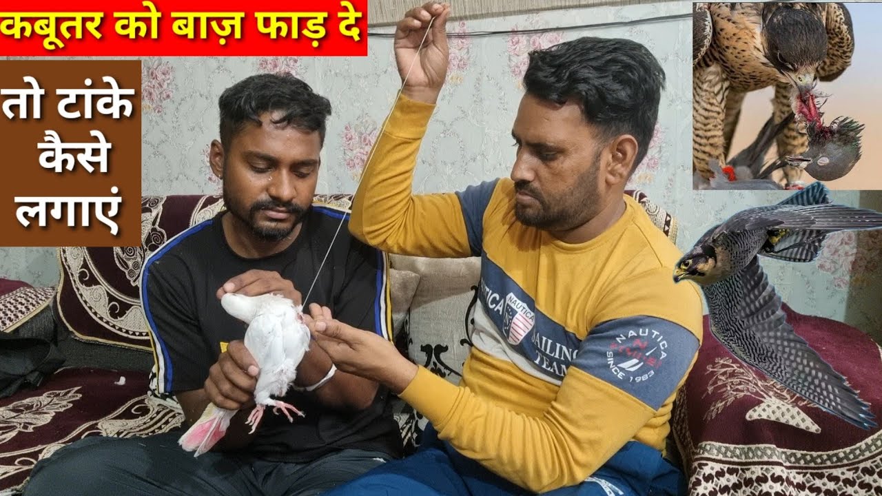 kabutar ko beri fad de to Tanke kese lagaye