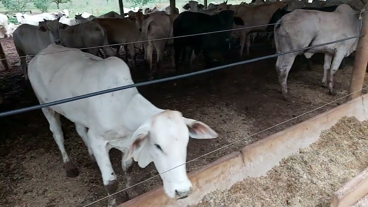 CONFINAMENTO DE NOVILHAS E VACAS NO GOIÁS