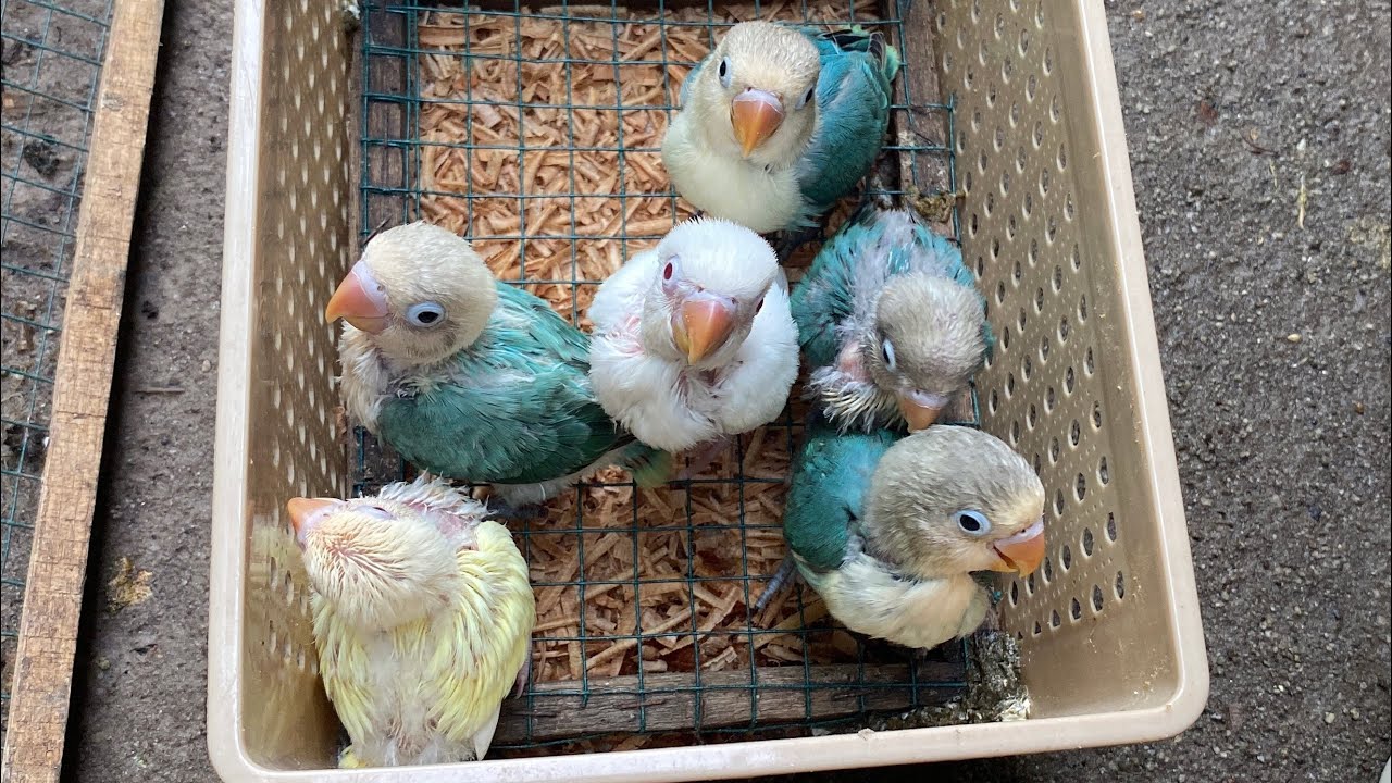 Ternak burung lovebird aqua