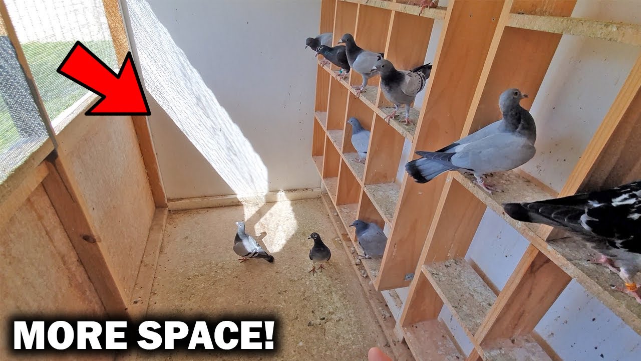 More Room In The PIGEON LOFT!