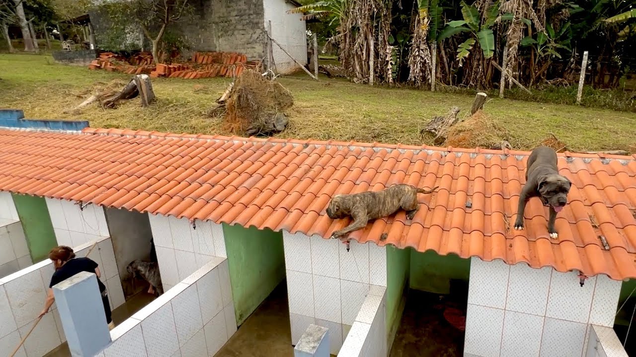 Como n&atilde;o lavar o  seu pit monster Canil ⛔️