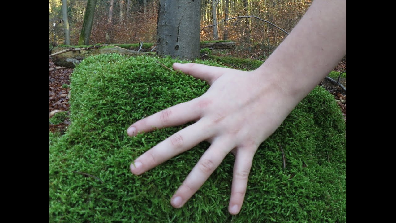 Blindfolded - Kinder laufen blind durch den Wald