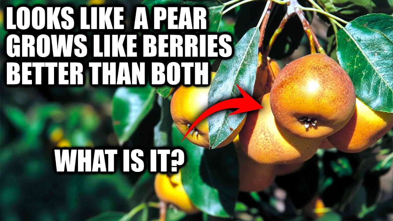 This Fruit Shouldn't Exist. Looks Like A Pear, Grows Like A Berry. Better Than Both. But Forgotten?