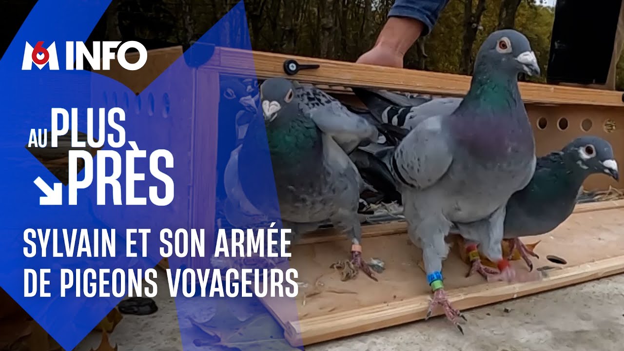 Sylvain s'occupe du dernier colombier militaire d'Europe