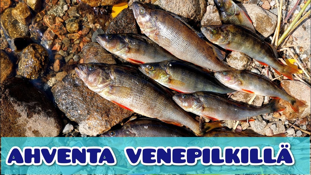 Venepilkintää