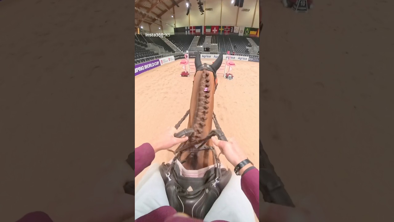 POV, day 2 of Oslo Horse Show🤩🤩 last one down🥲 #stallion #horse #shortvideo