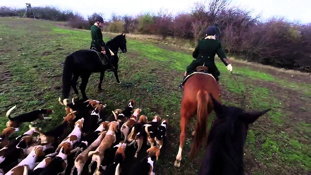 Jahresabschlussjagd der Geiseltal Beagle Meute am 05.12.2015