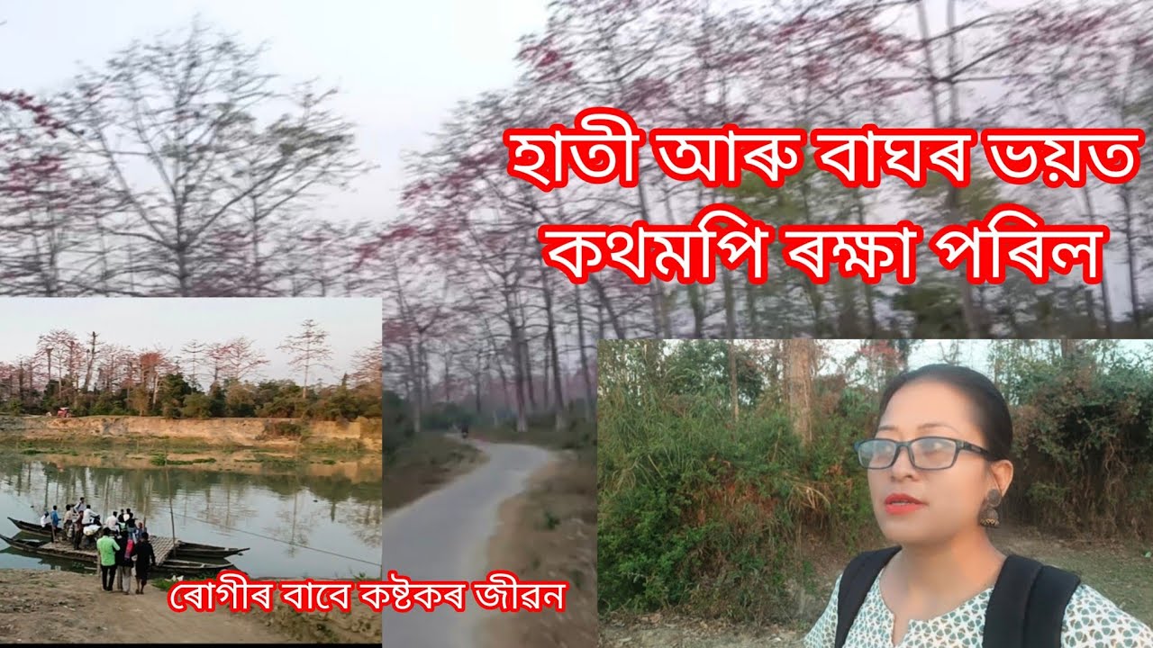 Day-13 হাতী আৰু বাঘৰ পৰা কথমপি ৰক্ষা🙏ভয়ানক জংঘলৰ মাজেদি গৈ আছো #dailyvlog#assamesevideo#forestarea 
