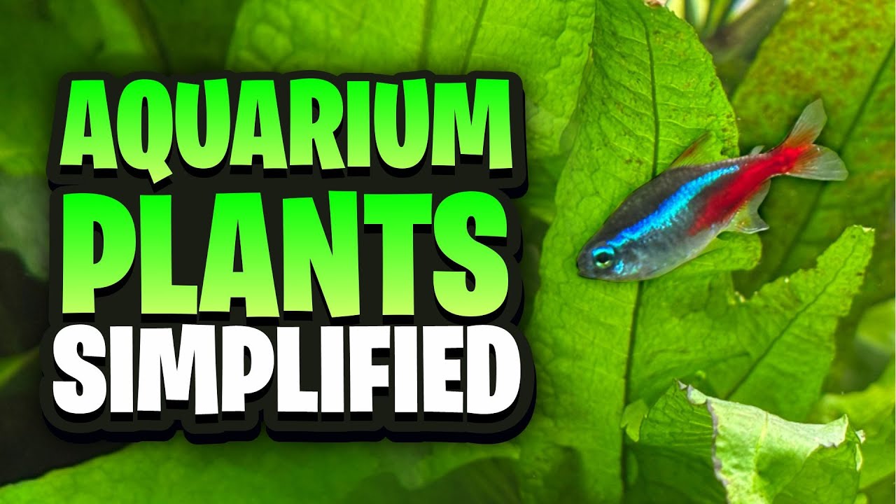 Aquarium Plants Simplified - Everything You Need To Know For A Thriving Low-Tech Planted Tank!