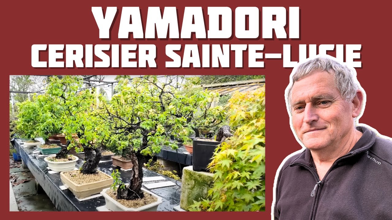 Cerisier DE SAINTE-LUCIE en BONSAÏ 🌱NEJIKAN BONSAI 🌱