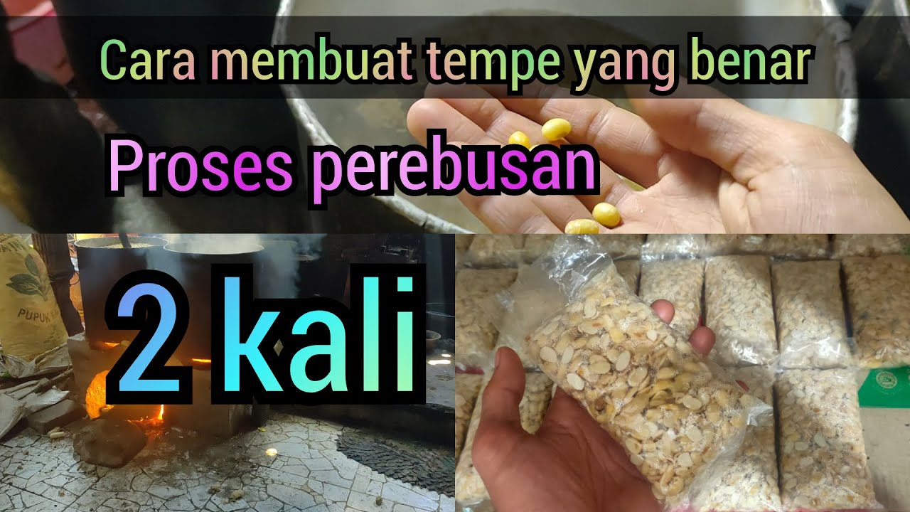 cara membuat tempe yg benar,proses perebusan 2 kali