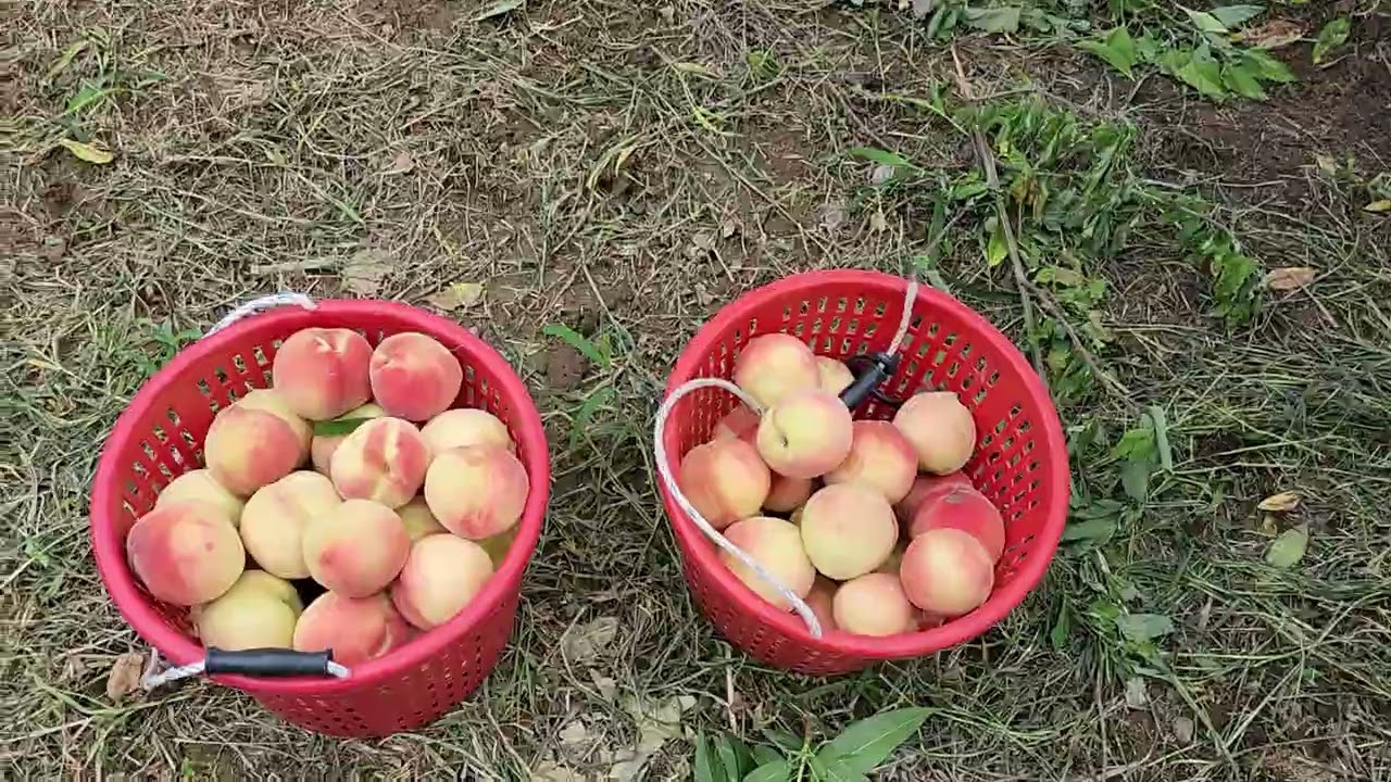 대월복숭아 입니다.