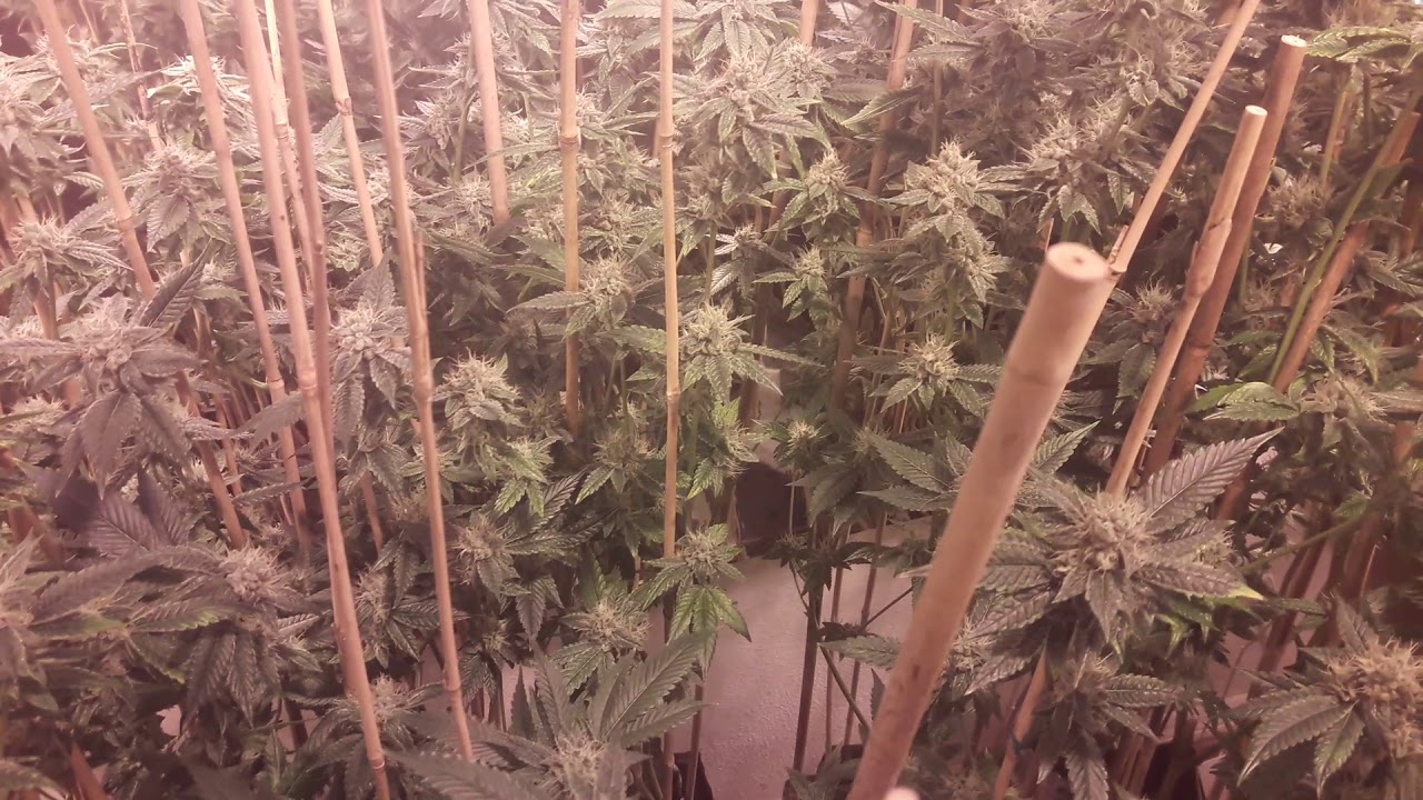 SFV OG End of Week 6