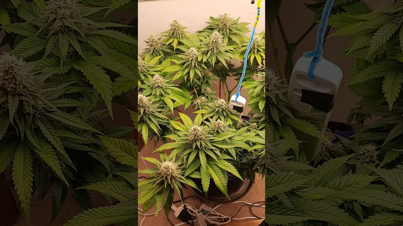 Durban Poison end of week 5