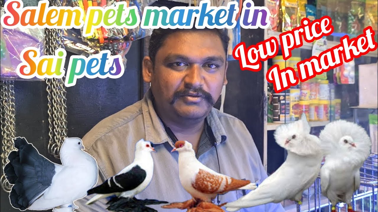pets market in salem sai pets🕊️|#birds #pets #youtubevideo #video #fancy pigeons