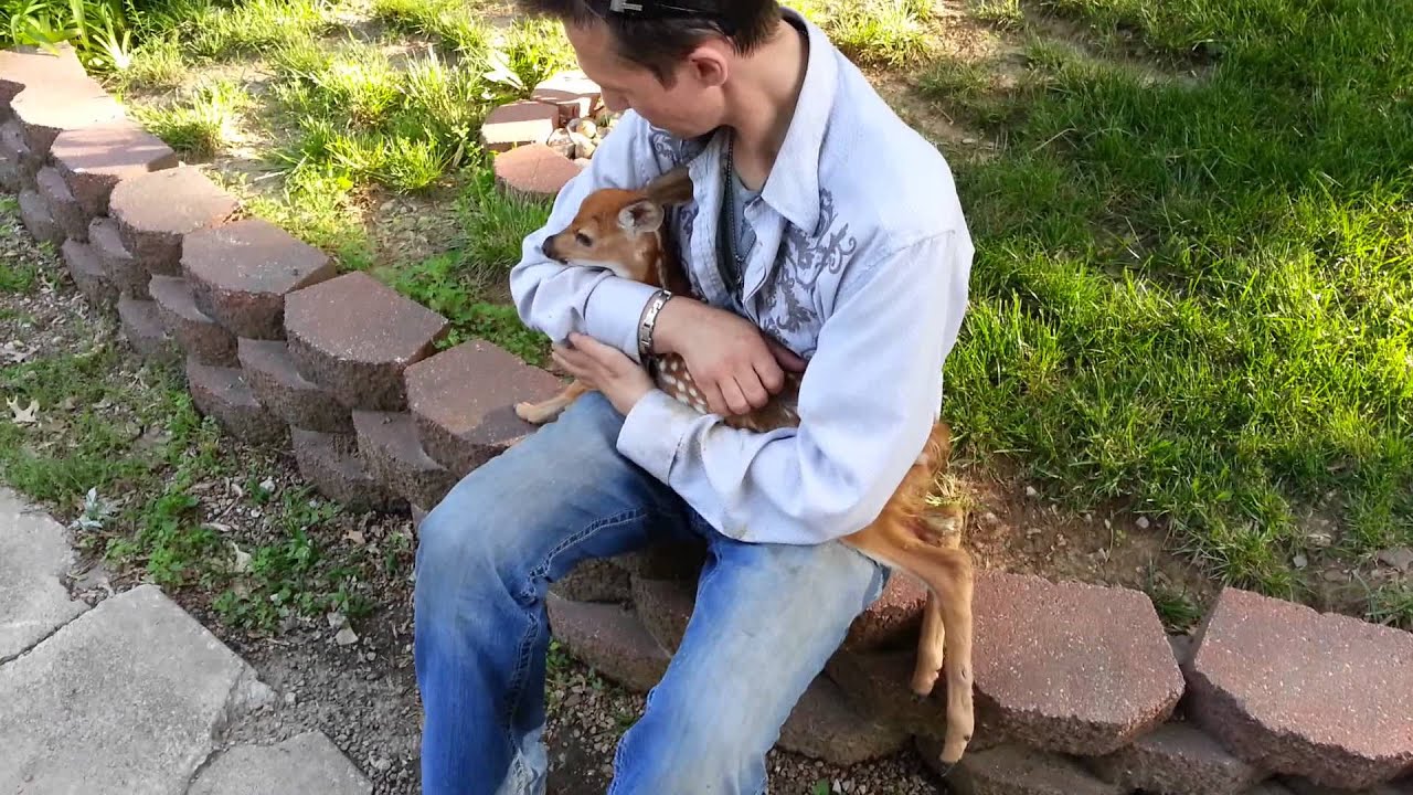 Man rescues baby deer