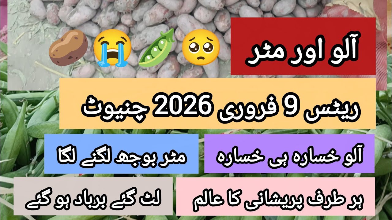 Боли из гороха и картофеля | Рыночные ставки 09.02.26 Чиниот