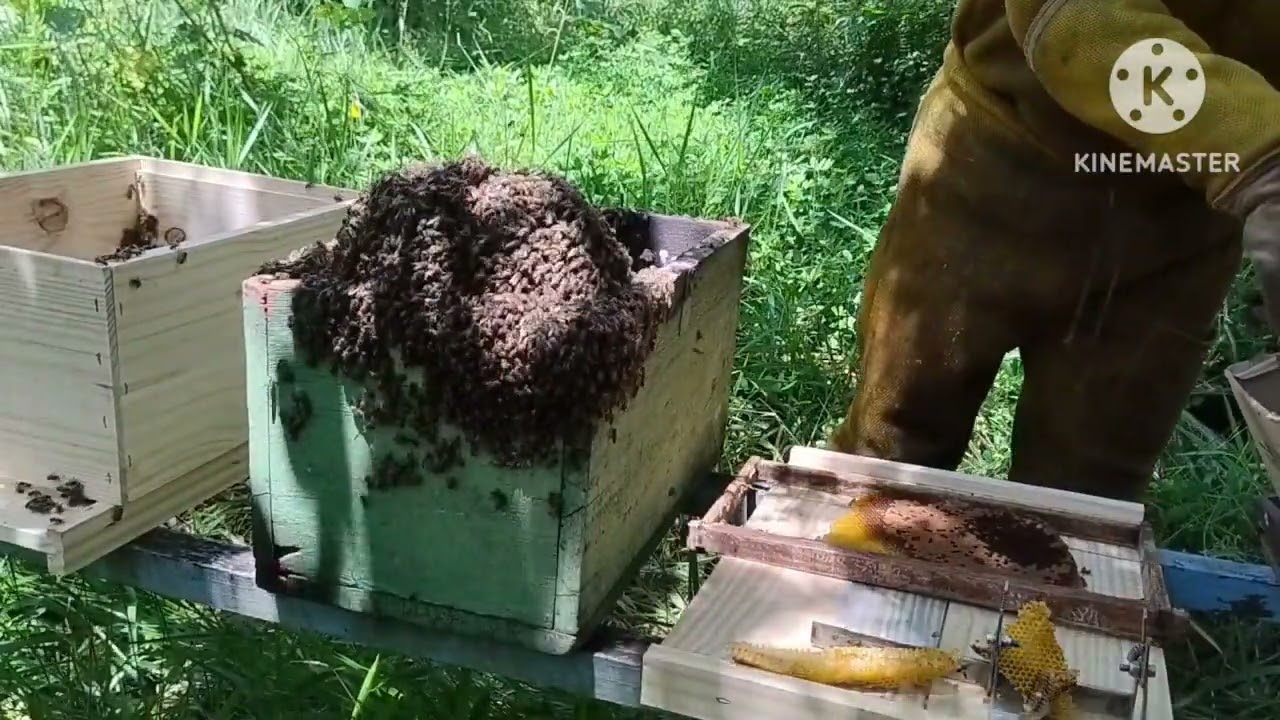 Resgate e transferência de 🐝🐝🐝🐝🐝🍯🍯🍯